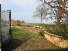 Help! I have 50m of flower bed to fill - where to start?