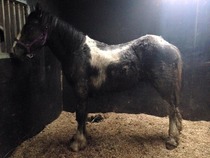New baby horse :)