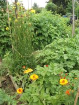 The 2015 Allotment / Veg Patch Thread Part 2
