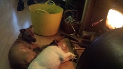 Is there a shameless photo sharing thread for our pooches??