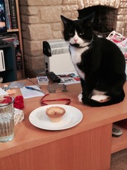 Come and sing the praises for your black/black and white cats
