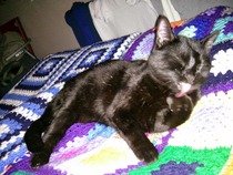 Come and sing the praises for your black/black and white cats