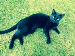 Come and sing the praises for your black/black and white cats