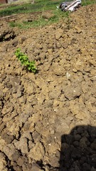 The 2015 Allotment / Veg Patch Thread Part 2
