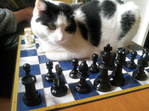 Come and sing the praises for your black/black and white cats