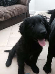 Is there a shameless photo sharing thread for our pooches??