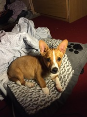 We have a cross Jrt and chihuahua.. Tips please