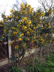 is removing a tree/bush that bees love a really bad thing to do?