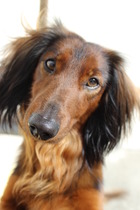 Is there a shameless photo sharing thread for our pooches??
