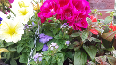 Hanging baskets. Please help me identify these flowers. Photos attached.