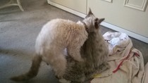 funny cat pictures