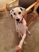 Is there a shameless photo sharing thread for our pooches??