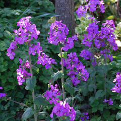 Do you have a cottage garden and if so what plant do you have?