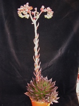 Cacti and succulents lovers - can you identify my plant (pics included in thread)