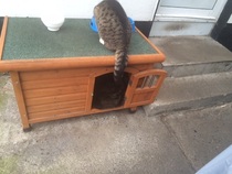 Inherited a cat....never had one before.  Help!