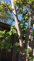 Is there away of identifying fruit trees?