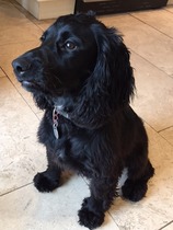 Which breed? feeling overwhelmed!