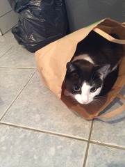 Come and sing the praises for your black/black and white cats
