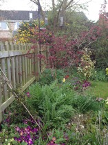 The 2015 Allotment / Veg Patch Thread Part 2