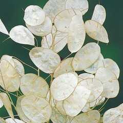 Do you have a cottage garden and if so what plant do you have?
