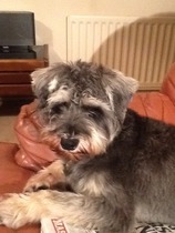 Is there a shameless photo sharing thread for our pooches??