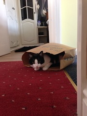 Come and sing the praises for your black/black and white cats
