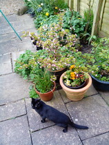 The kittitwins first outing to the garden