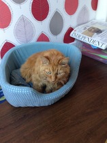 How long has my old cat got left?