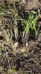 The 2015 Allotment / Veg Patch Thread Part 2