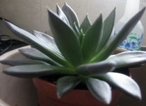 Cacti and succulents lovers - can you identify my plant (pics included in thread)