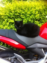 Come and sing the praises for your black/black and white cats