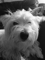 Is there a shameless photo sharing thread for our pooches??