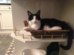 Come and sing the praises for your black/black and white cats