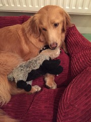 Is there a shameless photo sharing thread for our pooches??