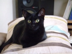 Come and sing the praises for your black/black and white cats