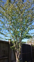 Is there away of identifying fruit trees?