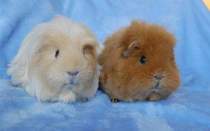 Ideal piggy cage set up?