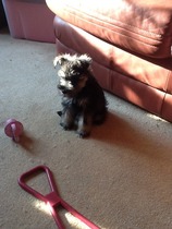 Is there a shameless photo sharing thread for our pooches??