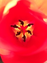 "In the spring, at the end of the day, you should smell like dirt."  This month's discussion in the potting shed.