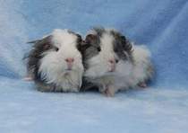 Ideal piggy cage set up?