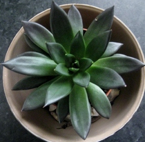 Cacti and succulents lovers - can you identify my plant (pics included in thread)