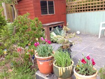 "In the spring, at the end of the day, you should smell like dirt."  This month's discussion in the potting shed.