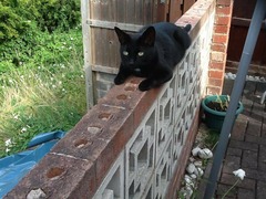 Come and sing the praises for your black/black and white cats