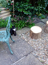 The kittitwins first outing to the garden
