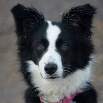 Is there a shameless photo sharing thread for our pooches??