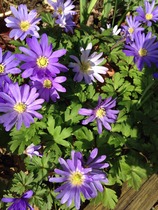 "In the spring, at the end of the day, you should smell like dirt."  This month's discussion in the potting shed.