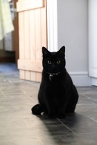 Come and sing the praises for your black/black and white cats