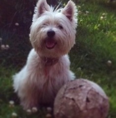 Is there a shameless photo sharing thread for our pooches??