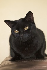 Come and sing the praises for your black/black and white cats