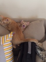 funny cat pictures